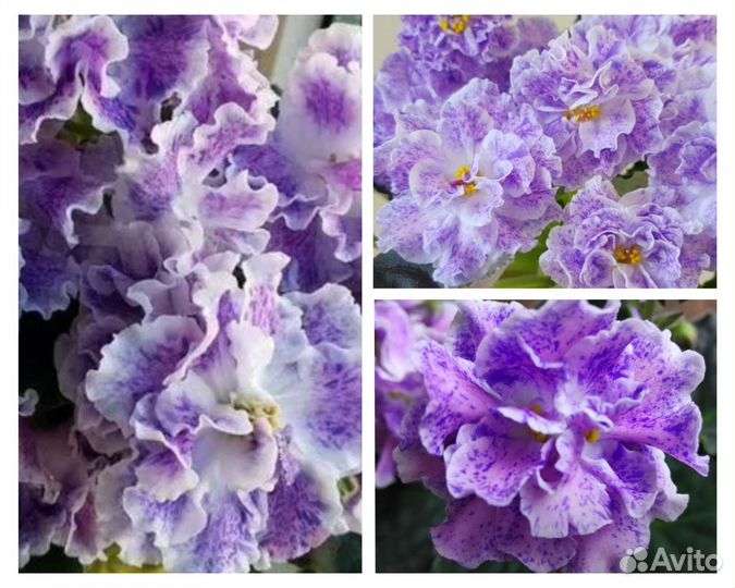 Самые красивые цветы