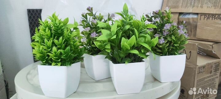 Декоративные цветы