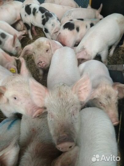 Поросенок ландрас, кр.белая