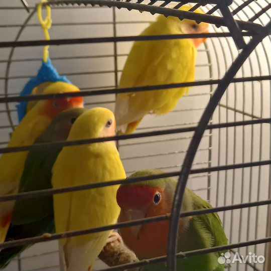 Попугаи неразлучники