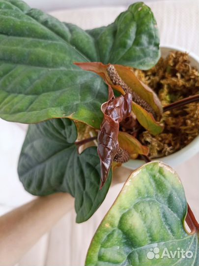 Антуриум Сирих