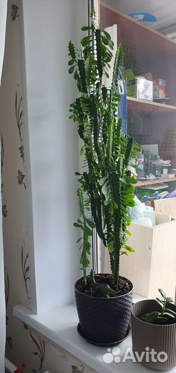 Молочай трехгранный