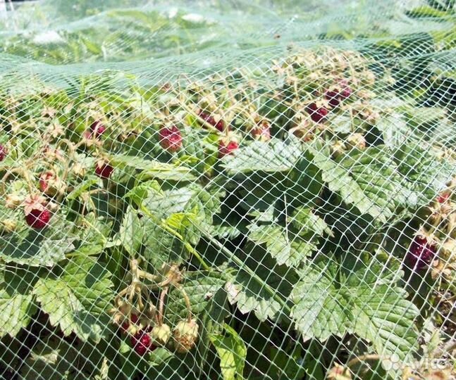 Сетка пластик от птиц для ландшафта, бассейна ш.2м