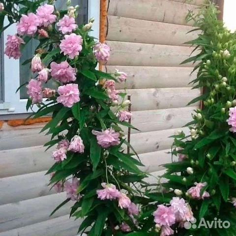 Калистегия (сибирская роза)