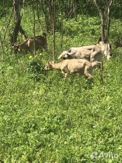 Козел на племя