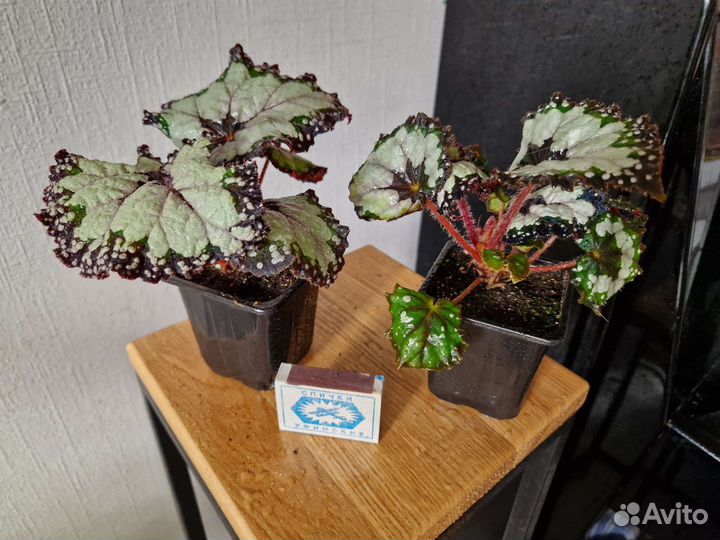 Бегония dolce vita дольче вита