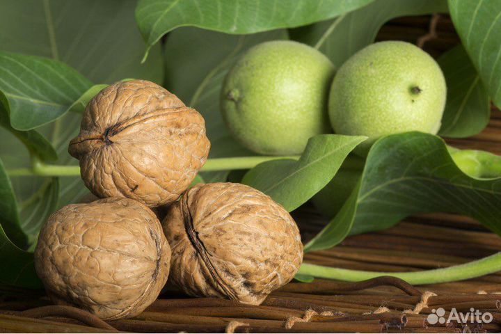 Орех грецкий Идеал
