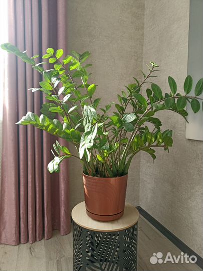 Комнатные растения