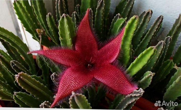 Суккулент опунция стапелия кактус