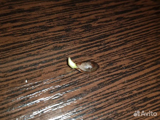 Проросшие семена хвойных