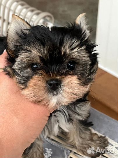 Йоркширский терьер девочка маленькая