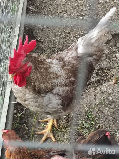 Петух доминант