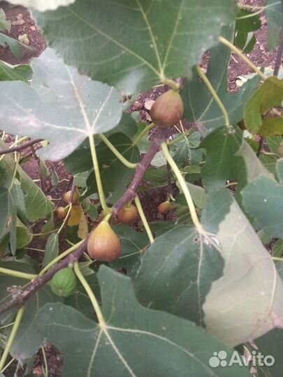 Саженцы инжира