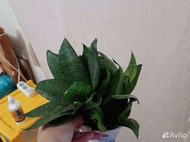 Комнатные цветы