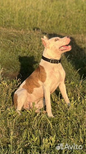 Вязка Питбультерьер