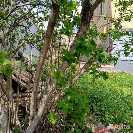 Саженцы фиолетовой сирени