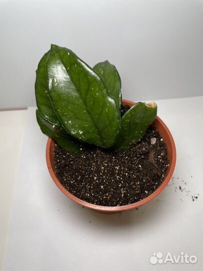 Хойя восковой плющ