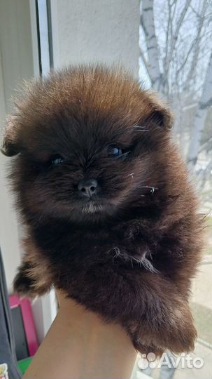 Померанский шпиц мини щенки