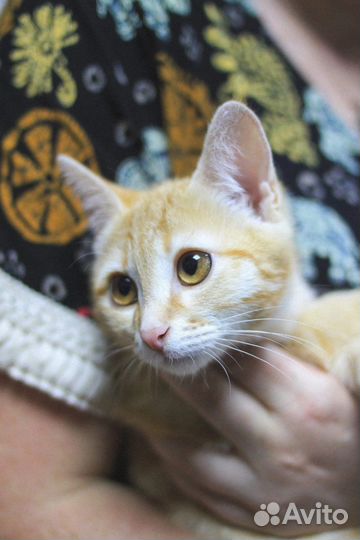 Крошка- малышка ищет семью