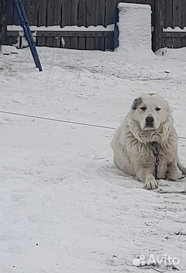 Продам щенков алабая