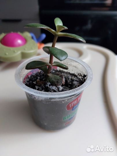 Толстянка,денежное дерево