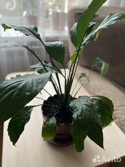 Спатифиллум