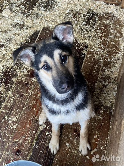 Джейна щенок до года в добрые руки