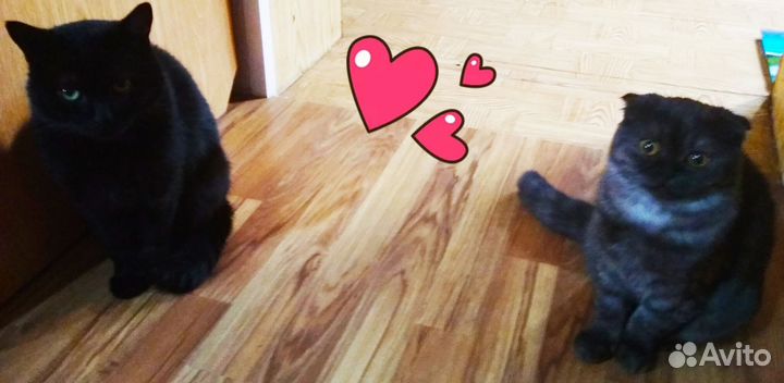 Котята шотландские