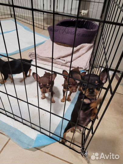 Мини той-терьер щенки