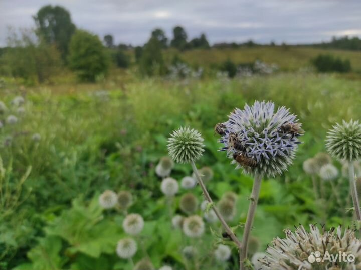 Семена мордовника