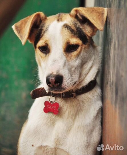 Чудо мальчик в добрые руки