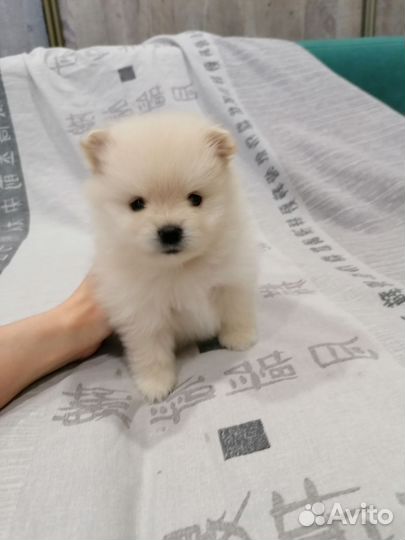 Щенки шпица