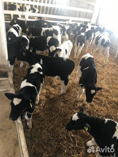 Бычки 1-3мес