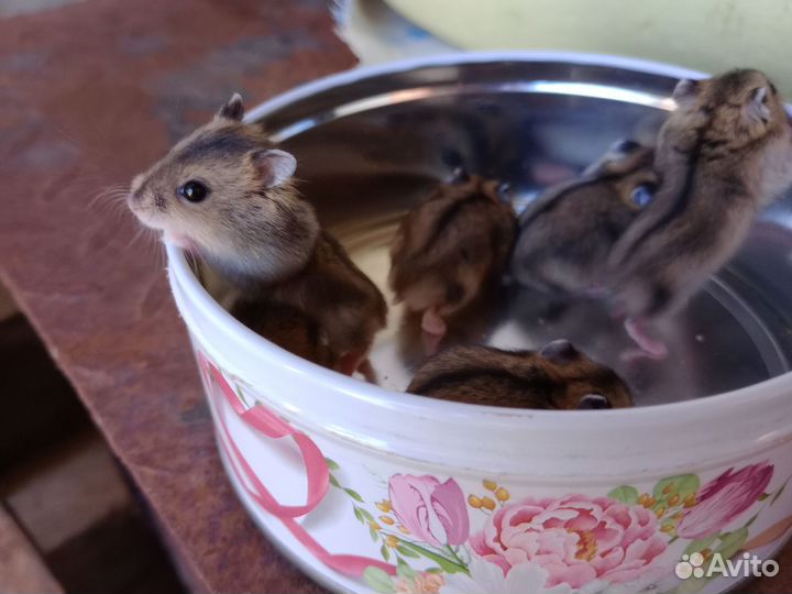 Джунгарские хомячки маленькие