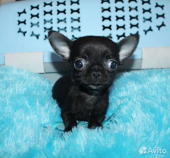 Чихуахуа щенки под резерв и в наличии