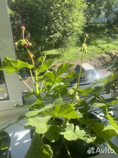 Герани королевские