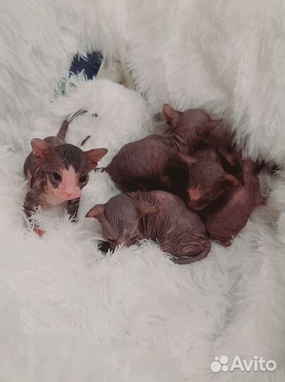 Донской сфинкс котята