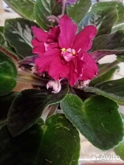 Фиалка в горшках 