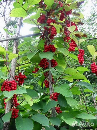 Лимонник Китайский