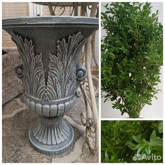 Вазон кашпо самшит саженец