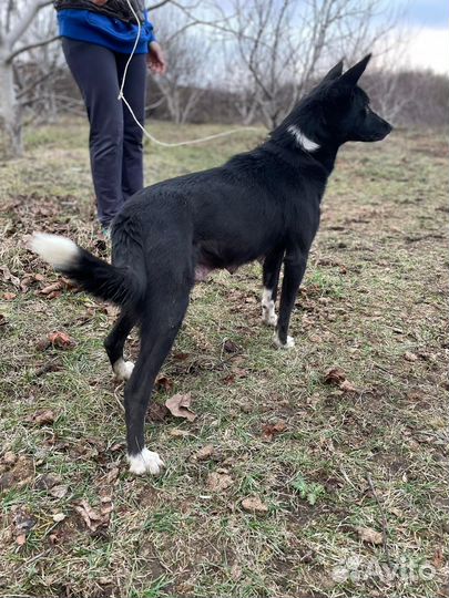 Собака бесплатно