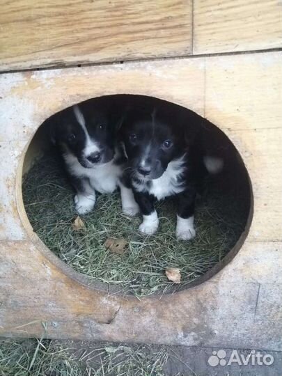 Щенки бесплатно