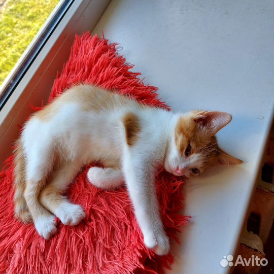 Рыжий котенок