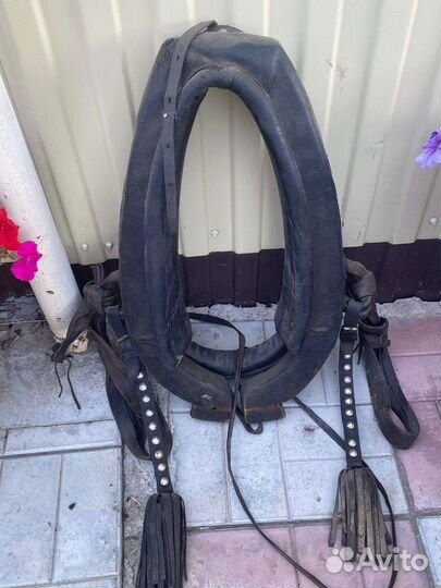 Сбруя для лошади