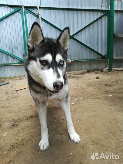 Сибирский хаски