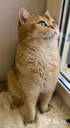 Вязка Золотая шиншилла кот 11 ny