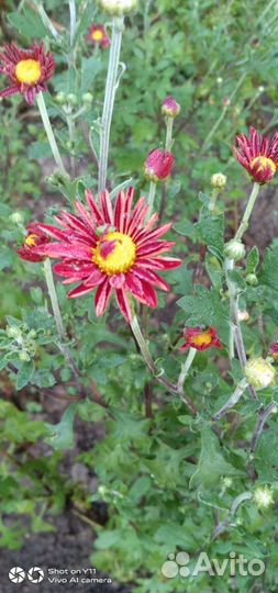 Садовые растения