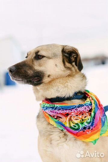 Скромная собака в добрую семью