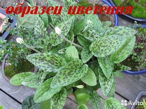 Дримиопсис пятнистый