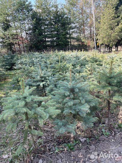 Саженцы ель голубая